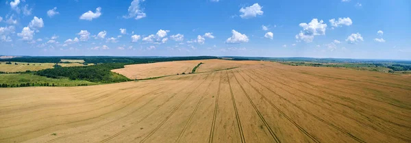 Αεροφωτογραφία Τοπίου Του Κίτρινου Καλλιεργούμενου Αγροκτήματος Ώριμο Σιτάρι Φωτεινή Καλοκαιρινή — Φωτογραφία Αρχείου