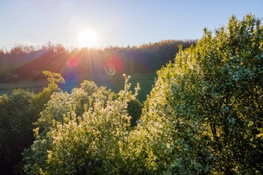 Baharın erken saatlerinde çiçek açan ağaçlarla birlikte gün batımında çiçek açan bahçenin havadan görünüşü..