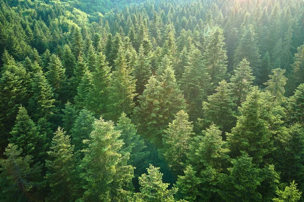 stock image Aerial view of green pine forest with dark spruce trees. Nothern woodland scenery from above.