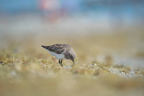 Чернобрюхий Пловер Дикая Морская Птица Ищет Пищу Берегу Моря Летом — стоковое фото
