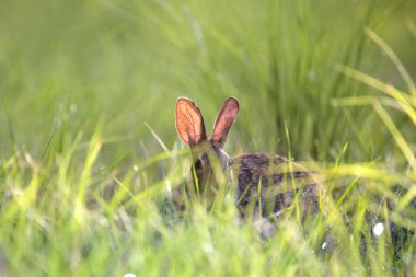Gri küçük tavşan yaz tarlasında ot yiyor. Vahşi tavşan doğada.