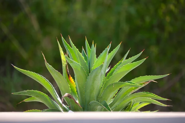 Gros Plan Aloe Vera Plante Avec Grandes Feuilles Vertes Poussant — Photo