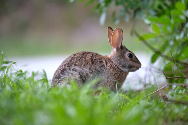 Grauer Kleiner Hase Frisst Gras Auf Sommerwiese Wildkaninchen Der Natur — Stockfoto