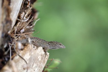 Makro, yaz güneşinde ısınan kertenkeleye yakın çekim. Anolis sagrei, Florida 'da yaşayan küçük bir sürüngen..