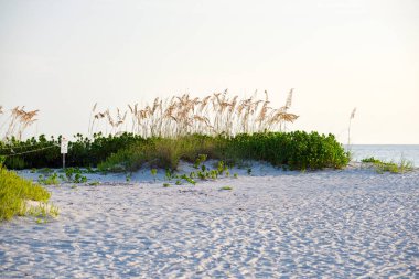Seaside beach with small sand dunes and grassy vegetation on warm summer evening.