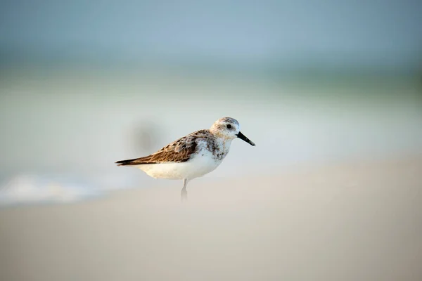 Sanderling Άγριο Θαλάσσιο Πουλί Ψάχνει Για Φαγητό Στην Παραλία Καλοκαίρι — Φωτογραφία Αρχείου