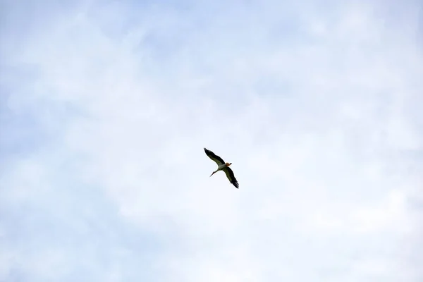 Čápí Pták Roztaženými Křídly Vznášející Vysoko Modré Obloze — Stock fotografie