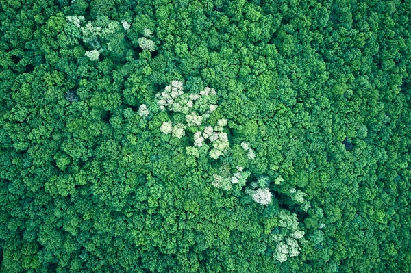 Von Oben Flache Luftaufnahme Des Dunklen Üppigen Waldes Mit Blühenden — Stockfoto