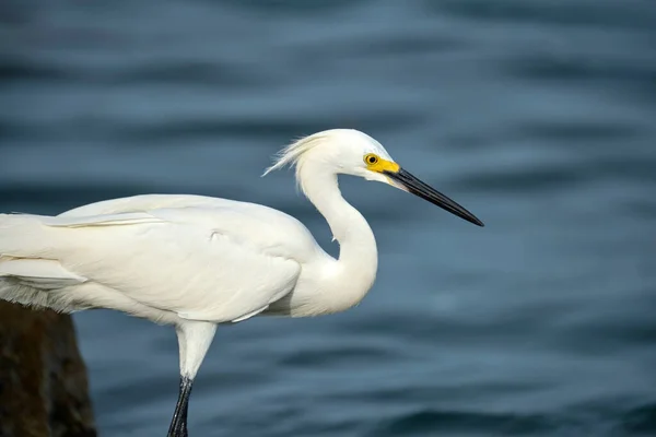 stock image White heron wild sea bird, also known as great or snowy egret hunting on seaside in summer.