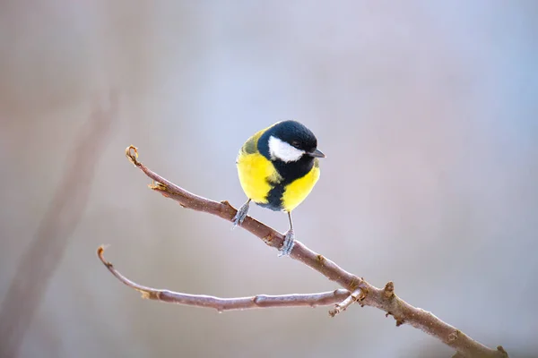 Yellow Wild Tit Bird Perching Tree Branch Cold Winter Day — Fotografia de Stock
