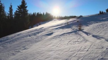 Soğuk ve sakin bir sabahta kış ormanlarında şiddetli kar yağışı sonrası düşen taze karla kaplanmış çam ağaçlarıyla dolu sisli hava manzarası..