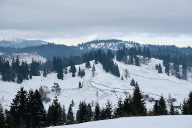 Soğuk dağlarda, karla kaplı ormandan oluşan koyu renk filizli ağaçlarla kaplı kış manzarası.