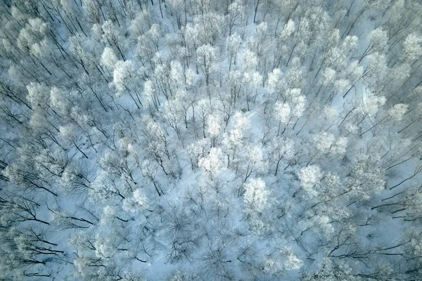 Soğuk Kış Mevsiminde Donmuş Ağaçlarla Kaplı Beyaz Ormanın Havadan Görünüşü — Stok fotoğraf