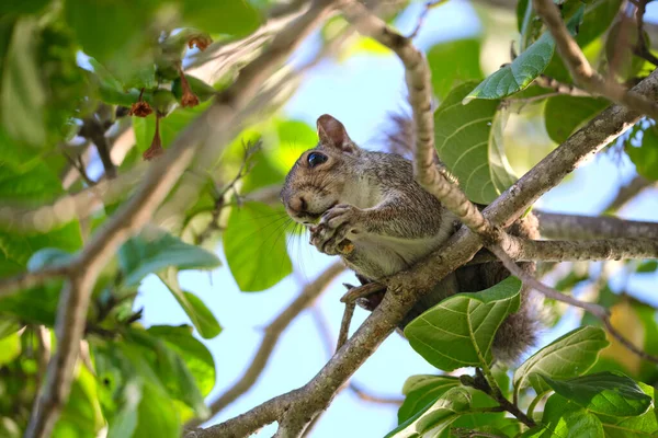 Beautiful Wild Gray Squirrel Eating Nuts Tree Summer Town Park — Fotografia de Stock