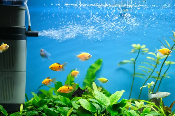 Kleurrijke Exotische Vissen Zwemmen Diep Blauw Water Aquarium Met Groene — Stockfoto
