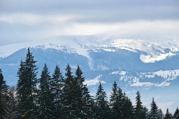 Winterlandschap Met Donkere Sprusbomen Van Besneeuwd Bos Koude Bergen — Stockfoto