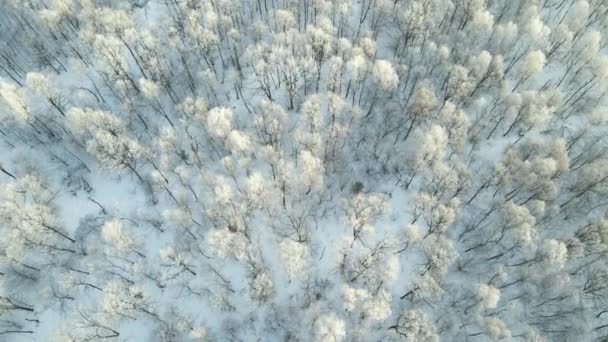 在寒冷的冬天 空中俯瞰着覆盖着白森林的冰雪 冬季茂密的野生林地 — 图库视频影像