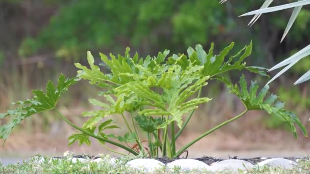 Nahaufnahme Einer Exotischen Zierpflanze Mit Großen Grünen Blättern Die Sonnigen — Stockvideo