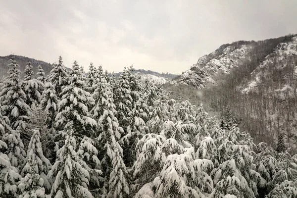 冷たい静かな日に冬の山の森の中で大雪の中で新鮮な秋の雪で覆われた常緑松の木と空気霧の風景 — ストック写真