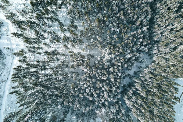 Veduta Aerea Della Foresta Bianca Coperta Neve Con Alberi Ghiacciati — Foto Stock