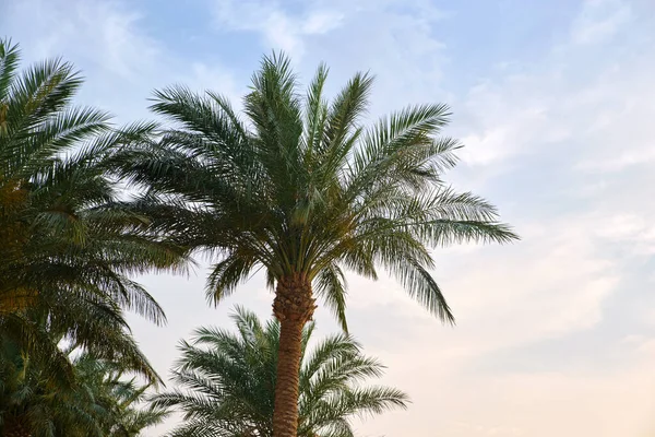 Prachtige Groene Kokospalmen Tropisch Strand Tegen Blauwe Lucht Zomervakantie Concept — Stockfoto