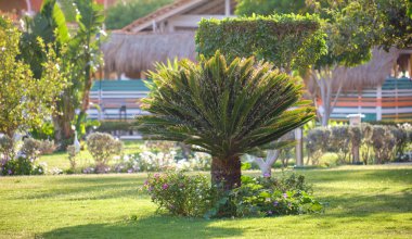 Yaz bahçesindeki yeşil tropikal bitkilerin yakınlaşması.