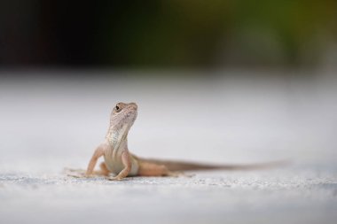 Makro, yaz güneşinde ısınan kertenkeleye yakın çekim. Anolis sagrei, Florida 'da yaşayan küçük bir sürüngen..