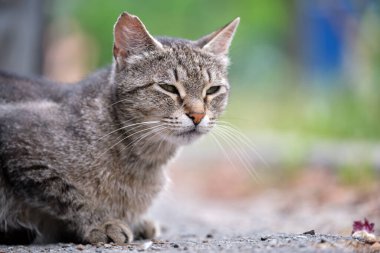 Yazın açık havada dinlenen gri kedinin portresi..