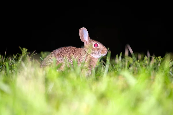 Grauer Kleiner Hase Frisst Gras Auf Sommerwiese Wildkaninchen Der Natur — Stockfoto