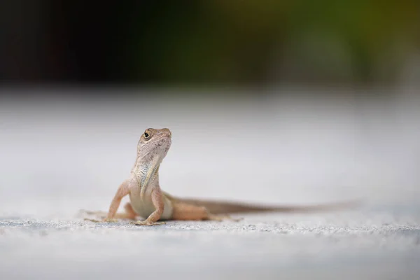 stock image Macro closeup of blown alone lizard warming on summer sun. Anolis sagrei small reptile in native to Florida USA.