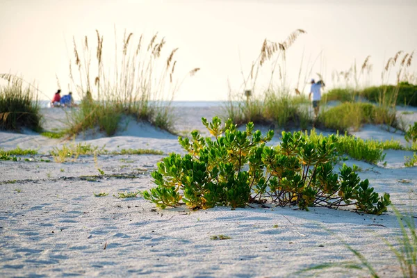 Seaside Beach Small Sand Dunes Low Shrub Vegetation Warm Summer — Stock Photo, Image