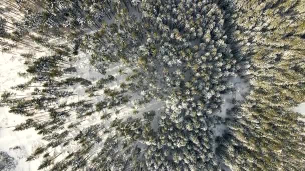 Vue Aérienne Forêt Blanche Couverte Neige Avec Des Arbres Gelés — Video