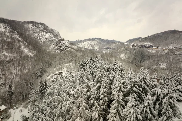 Paesaggio Nebbioso Aereo Con Pini Sempreverdi Ricoperti Neve Fresca Caduta — Foto Stock