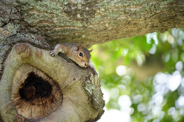Esquilo Cinza Selvagem Bonito Escondido Árvore Parque Cidade Verão — Fotografia de Stock