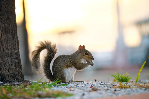 Beautiful Wild Gray Squirrel Summer Town Park — Stockfoto