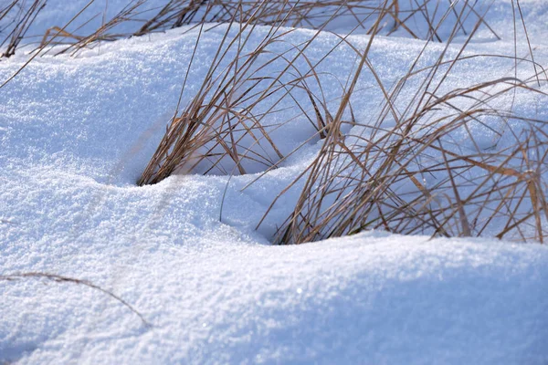 Télen Borította Száraz Közelsége Fagyasztott Elhullott Vadon Élő Növények — Stock Fotó