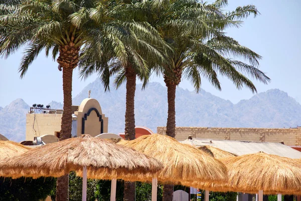 Straw Shade Umbrellas Green Palm Trees Tropical Region Blue Vibrant — Stok fotoğraf