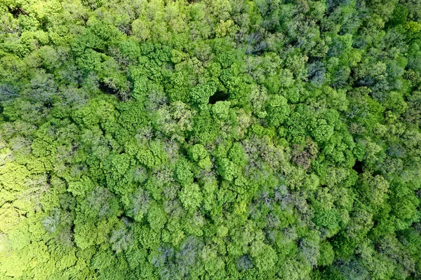 Von Oben Flache Luftaufnahme Des Dunklen Üppigen Waldes Mit Grünen — Stockfoto