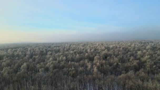 Vue Aérienne Matin Brumeux Sur Forêt Blanche Couverte Neige Avec — Video