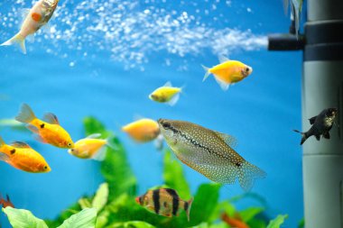 Derin mavi su akvaryumunda yeşil tropikal bitkilerle yüzen renkli egzotik balıklar..