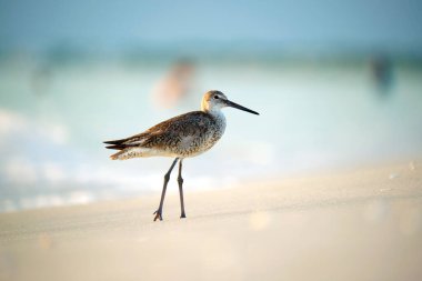 Large-Billed Dowitcher wild sea bird looking for food on seaside in summer.
