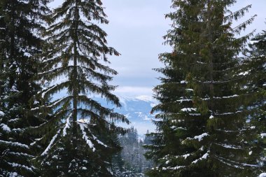 Soğuk dağlarda, karla kaplı ormandan oluşan koyu renk filizli ağaçlarla kaplı kış manzarası.