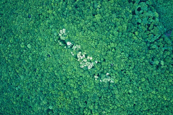 Yazın Yeşil Ağaçlı Koyu Yemyeşil Ormanların Tepeden Aşağı Düz Manzarası — Stok fotoğraf