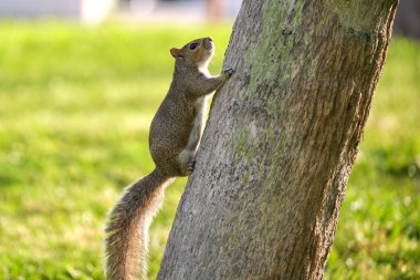 Beautiful wild gray squirrel climbing tree trunk in summer town park.