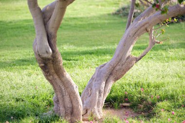 Big tree growing in green lash grass. Agriculture and gardening.