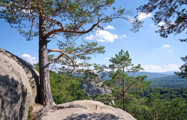 stock image Big old pine tree growing on rocky mountain top under blue sky on summer mountain view background.