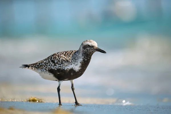 Zwarte Bellied Plover Wilde Zeevogels Zoek Naar Voedsel Aan Zee — Stockfoto