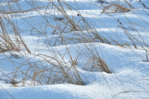 冬には雪が乾いた草を覆っていた 凍死した野生植物 — ストック写真