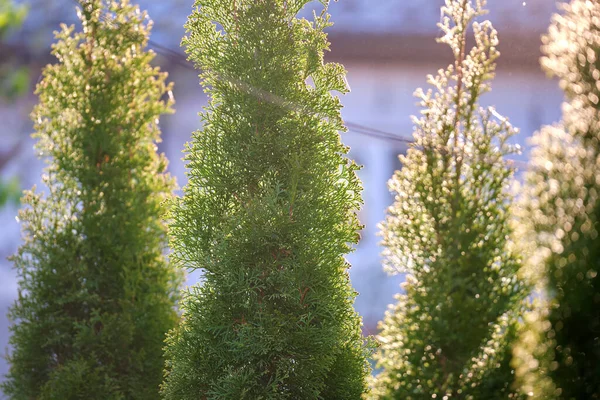 Evergreen Decorative Thuja Trees Growing Front House Backyard Gardening Landscaping — 스톡 사진