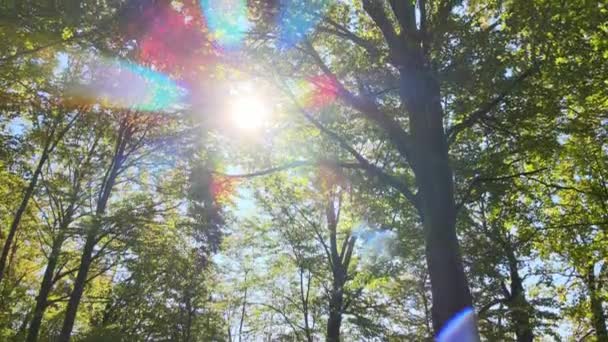 Güneş Işığıyla Aydınlanan Yeşil Ormanlar Sonbahar Gündoğumunda Yemyeşil Ağaçlar Güneşli — Stok video
